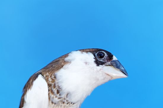 A close-up of a songbird in profile against a blue background.