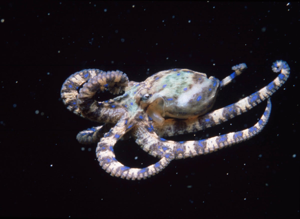 A unique cellular trick may explain octopus intelligence