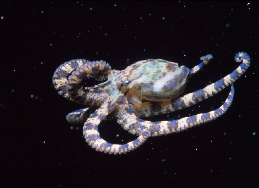 https://static.scientificamerican.com/dam/asset/c5a28fb3-011e-47e2-80f5-4a46a63ba524/GettyImages-532482798_web.jpeg?m=1785334419.206&w=900