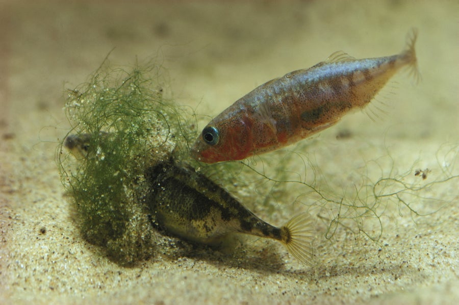 Female fish in vegetation tunnel next to male fish.