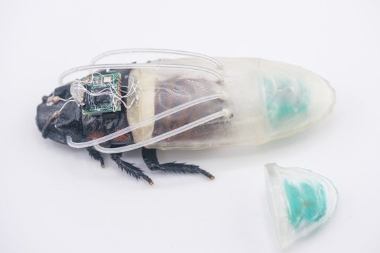 cockroach in "diving suit"