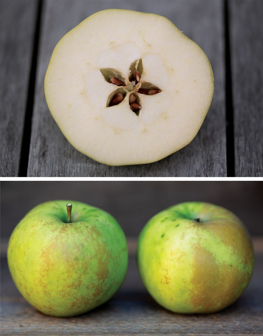 An apple sliced in half on top of two small green apples with brown russeting sit on a weathered table.