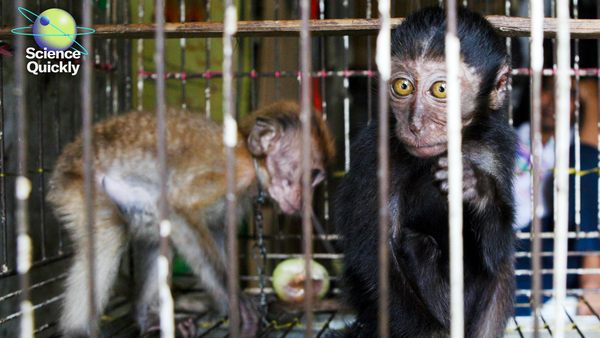 An image of two monkeys for sale in a cage.