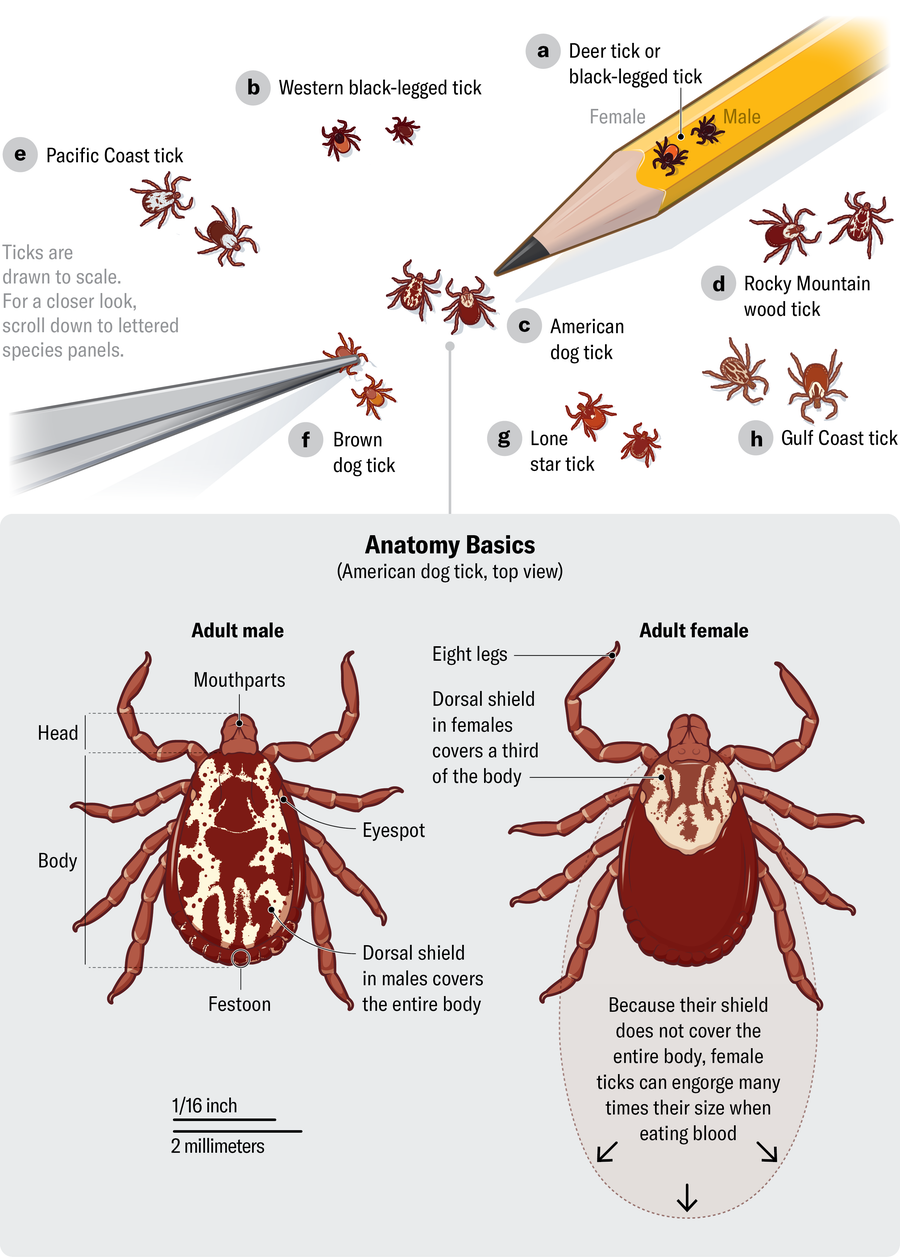 An illustration of eight tick species of different sizes and shapes, with a pencil and small tweezers for scale. An American dog tick is shown larger, with anatomical details labeled, including mouthparts and dorsal shield.
