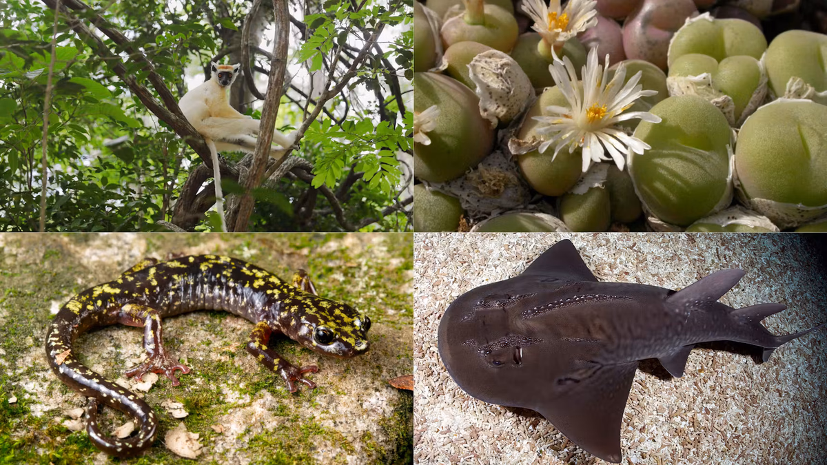 Project backed by Leonardo DiCaprio and Jeff Bezos aims to save 100 critically endangered species