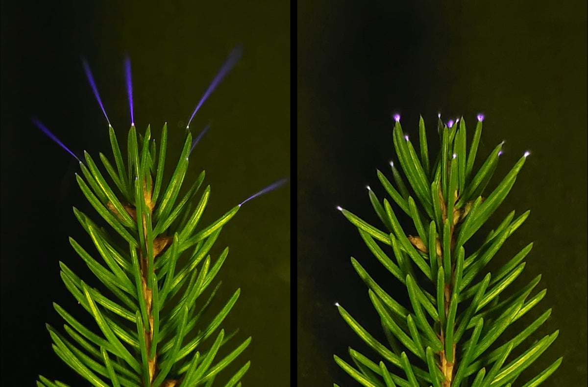 See how thunderstorms create ghostly UV sparks on the tips of trees
