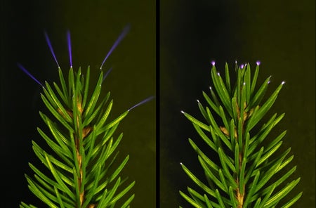 Coronas induced by charged metal plates in a laboratory glow on the tips of spruce needles.
