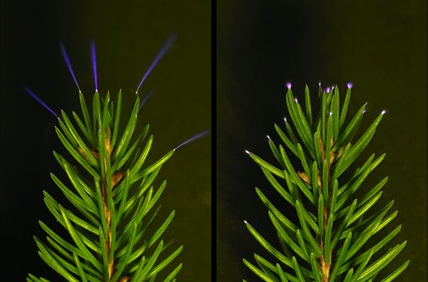 Coronas induced by charged metal plates in a laboratory glow on the tips of spruce needles.