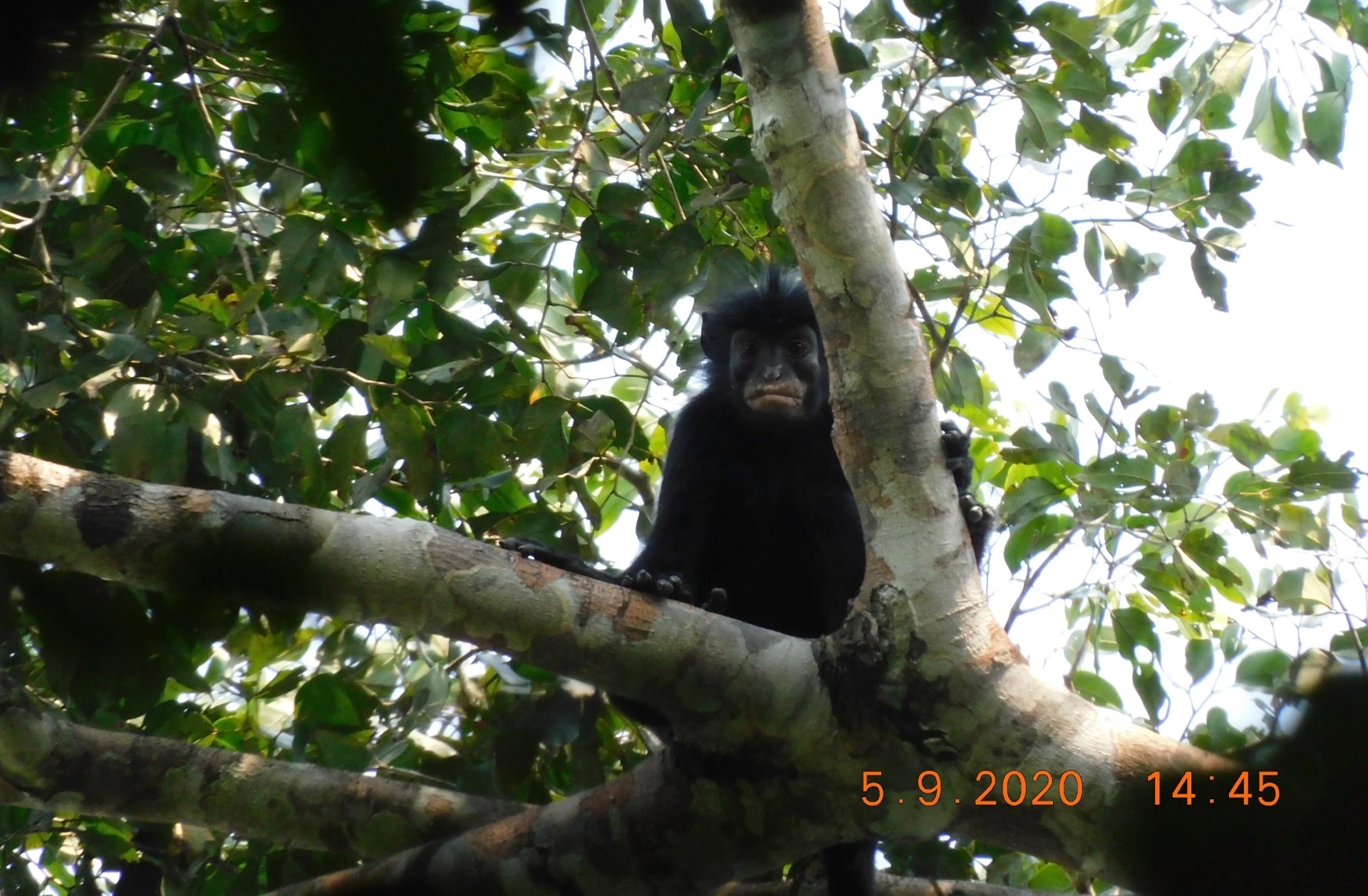 monkey in a tree