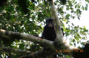 monkey in a tree
