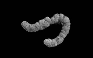A grey coprolite, or fossil poop