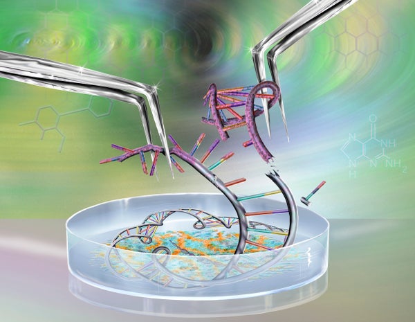 An illustration showing two sets of tweezers holding parts of a DNA strand with a petri dish beneath the tweezers holding more of the ladder-like strand.