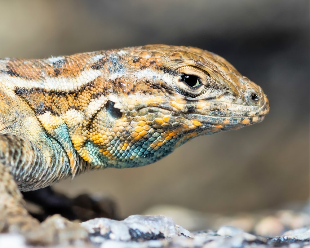 perfil de lagarto