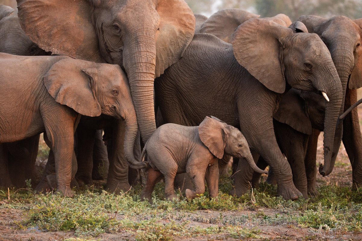 scientificamerican.com - Jackie Flynn Mogensen - Scientists are decoding elephant rumble calls, including 'greetings' and 'coos'-hear them