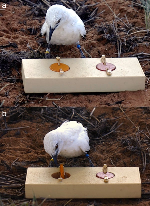 Each of two white birds pecks at a block of wood holding a treat.