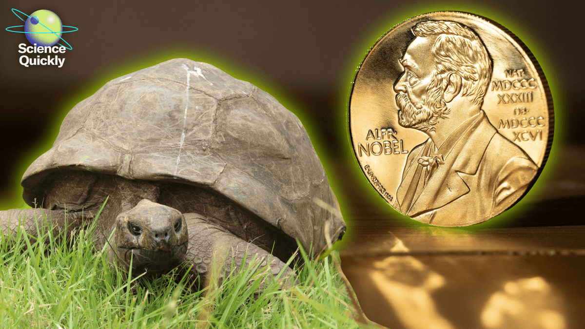 Nobel week: light-controlled brains, particles from outer space and mirror molecules