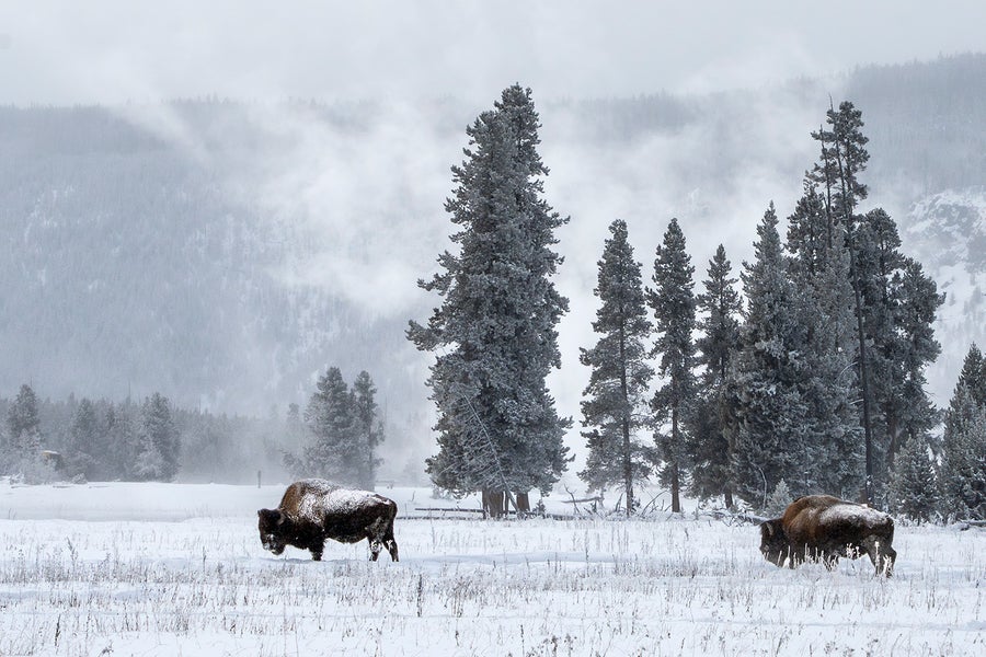 Two bison stand in a snowy field