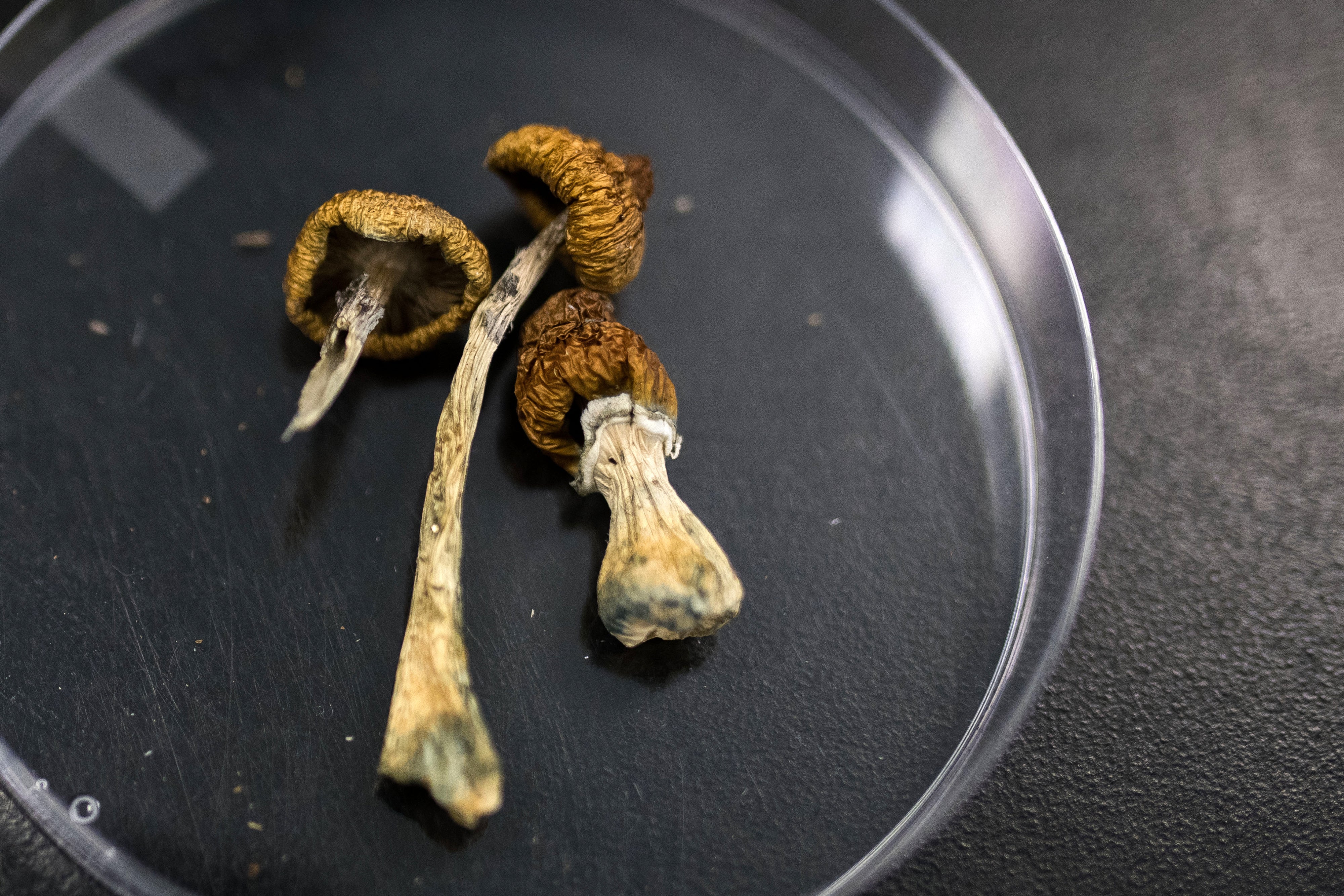 Dried mushrooms in a petri dish.
