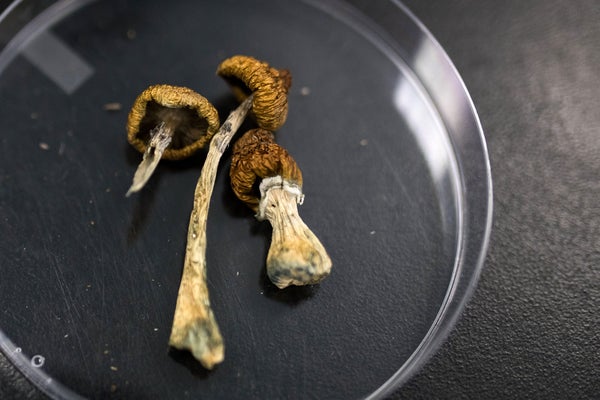 Dried mushrooms in a petri dish.