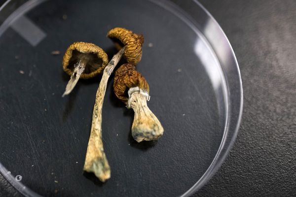 Dried psilocybin mushrooms in a petri dish.