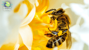 A macro focus shot of carniolan honey bee collecting nectar from a yellow flower with blur background.