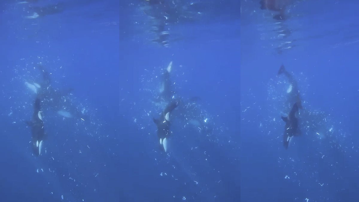 Watch orcas smashing fish to smithereens, possibly for fun