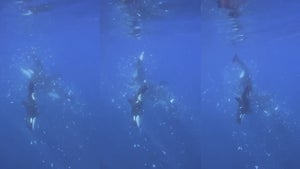 video of a orca ramming its head into a sunfish