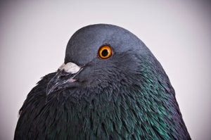 A pigeon curves its head to stare into the camera with a bright orange eye.