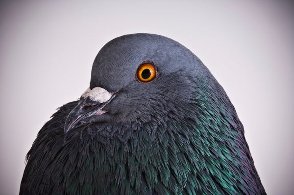A pigeon curves its head to stare into the camera with a bright orange eye.