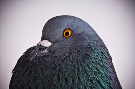 A pigeon curves its head to stare into the camera with a bright orange eye.