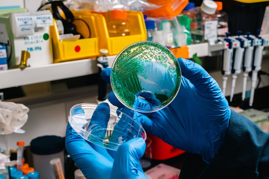 Gloved hands hold a Petri dish filled with growth medium and streaked with colonies of green photosynthetic organisms.