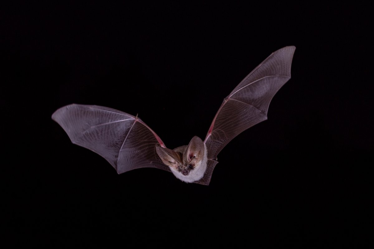 7 spooky bat facts—right in time for Halloween