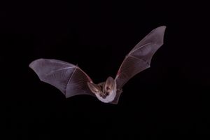 A bat flying at night.