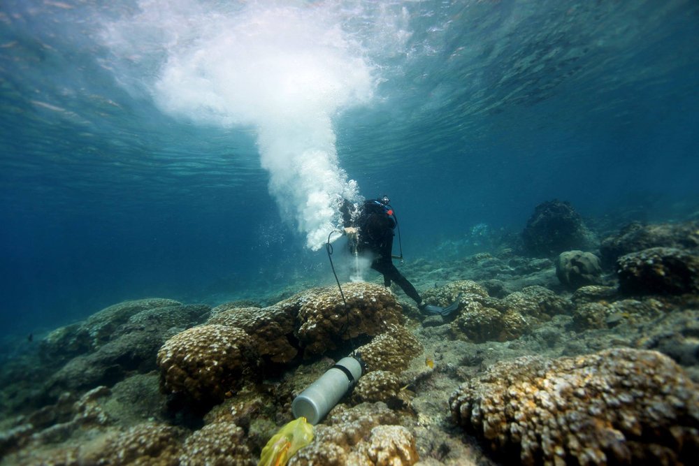 A scuba diver uses a drill to drill into a coral reef in the water.