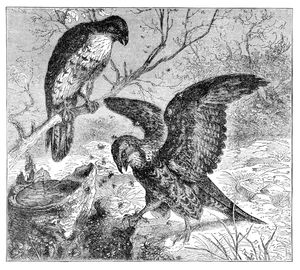 Line drawing from Scientific American's 1876 issue showing two honey buzzards picking apart a hive for its honey. Source: Scientific American, Vol. 35, No. 13; September 1876