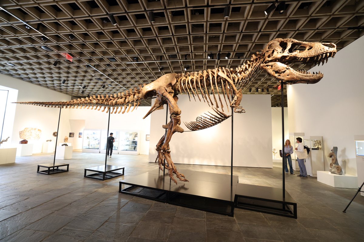 How much should a dinosaur cost?