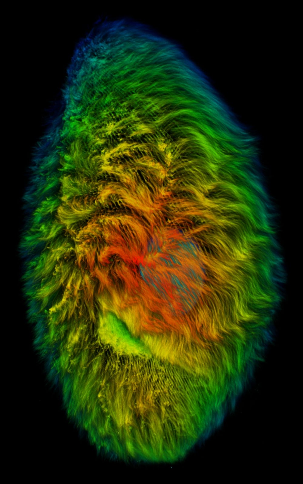 Un microbio con los colores del arcoíris