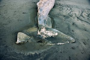 The limp fluke of a whale on a dark sand beach