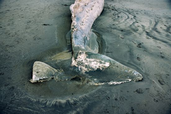 The limp fluke of a whale on a dark sand beach