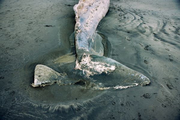 The limp fluke of a whale on a dark sand beach