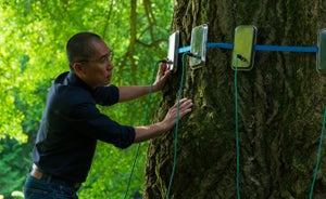 A man, Tony Leung, puts iPhone-sized devices around a large tree.
