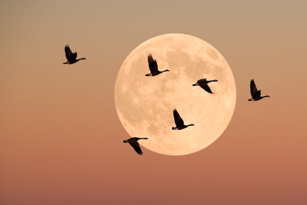 Geese in flight in front of the moon at dusk.