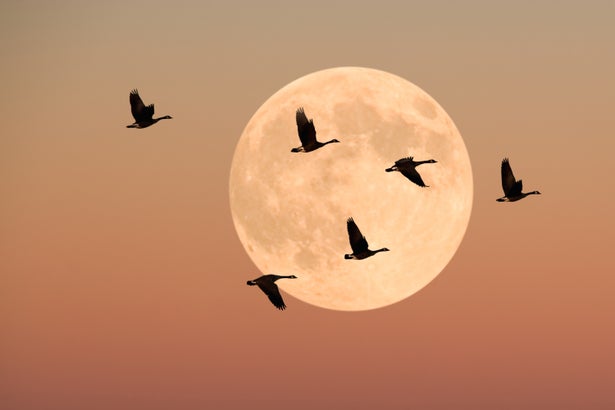 Geese in flight in front of the moon at dusk.