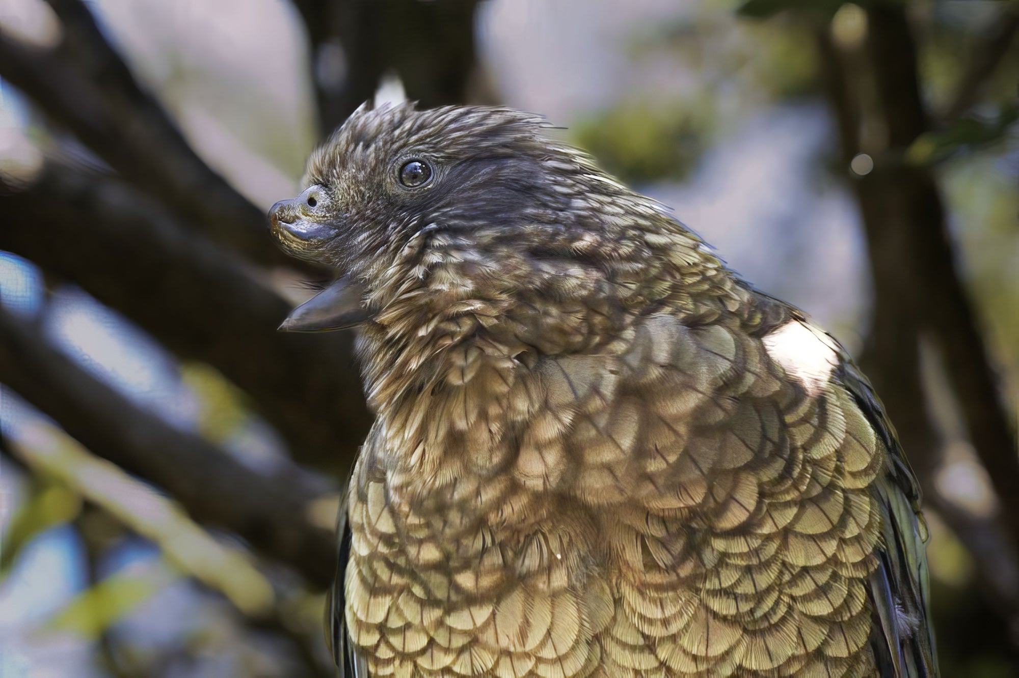 A brown and yellow Kea parrot seen in profile against a backdrop of branches, the top of its beak malformed