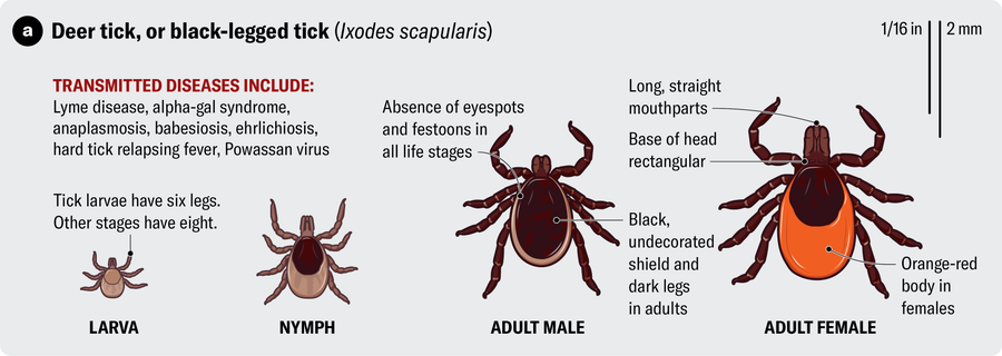 Anatomical illustration of a deer tick, or black-legged tick (Ixodes scapularis). Transmitted diseases includeLyme disease, alpha-gal syndrome, anaplasmosis, babesiosis, ehrlichiosis, hard tick relapsing fever and Powassan virus.