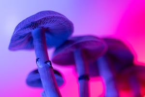 Mushrooms extend upward in purple lighting.