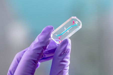 Purple gloved hands holding up a small see-through chip with cells on it