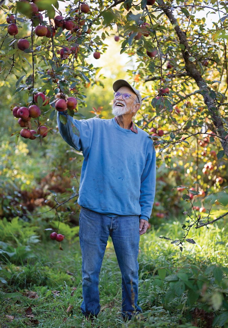 In an orchard, a man with a white beard wearing a baseball cap, a blue sweatshirt, and blue jeans examines ripe apples hanging from an apple tree.