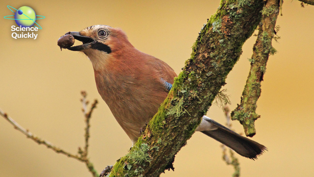 Illustration of a Eurasian Jay perched in a tree with an acorn in its beak
