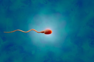 A 3D rendering of a sperm cell.